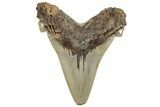 Huge, Serrated Angustidens Tooth - Megalodon Ancestor #295823-1